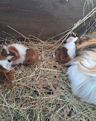 Cuccioli di porcellino d'india, cavia peruviana