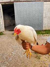 Gallina