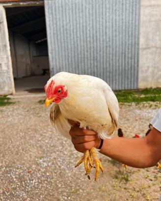 Gallina