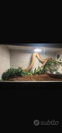 Boa Constrictor super hypo albino