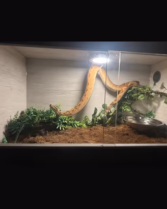 Boa Constrictor super hypo albino