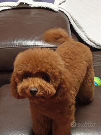 Barboncini toy red cuccioli