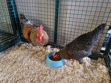 Coppia italiener gallo + gallina