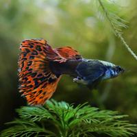 Guppy Dumbo Platinum Red Mosaic