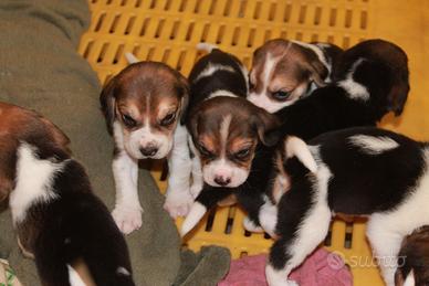 Cuccioli di beagle