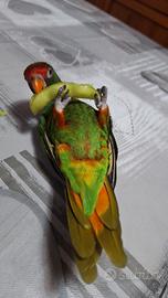 Pappagallo Lory