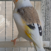 Cardellino Pezzato Mayor Panachè 2025