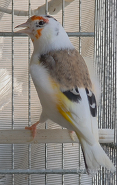 Cardellino Pezzato Mayor Panachè 2025