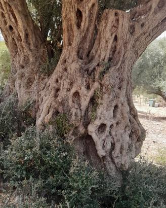 albero giardino