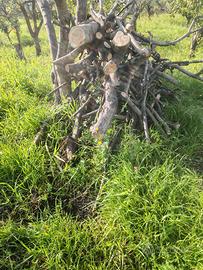 Legna d'ulivo da ardere