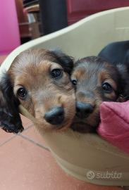 Bassotto nano a pelo lungo