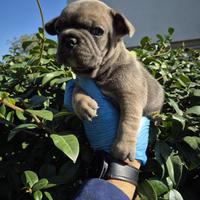 Cuccioli di bulldog francese