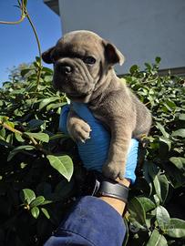 Cuccioli di bulldog francese