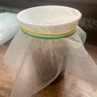 Colonia di drosophile