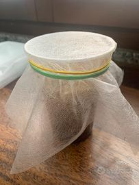 Colonia di drosophile