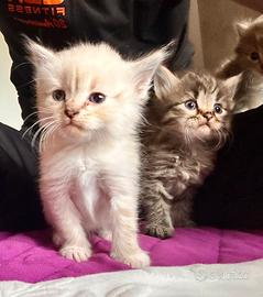 Gatto siberiano femmina cucciolo con pedigree