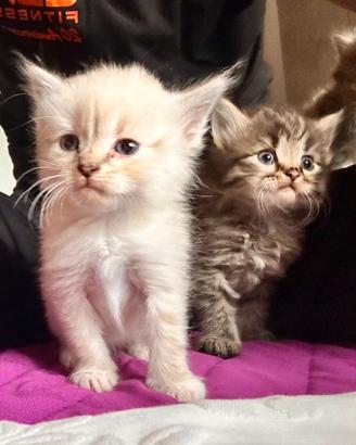 Gatto siberiano femmina cucciolo con pedigree