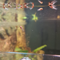 Avannotti Pesci Molly