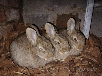 Conigli