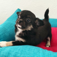 Cuccioli di Chihuahua a pelo lungo