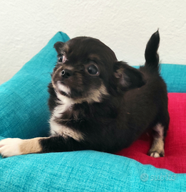 Cuccioli di Chihuahua a pelo lungo