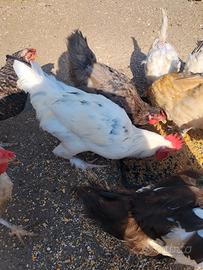 Gallo da riproduzione