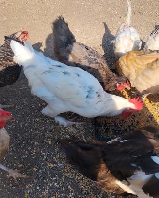 Gallo da riproduzione
