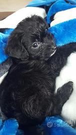 Cucciole volpino/jack Russel