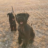 Cuccioli schnauzer gigante