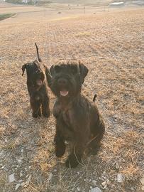 Cuccioli schnauzer gigante