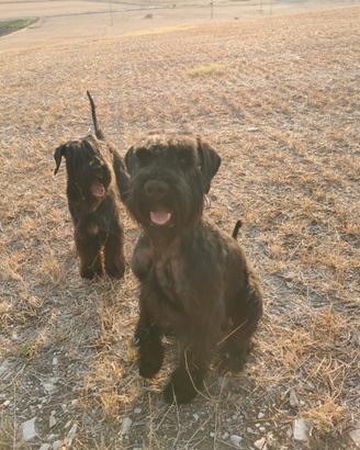 Cuccioli schnauzer gigante