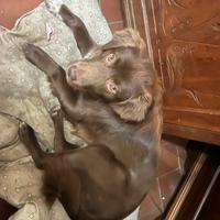 Labrador Retriever meticcio (50%)