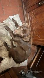 Labrador Retriever meticcio (50%)