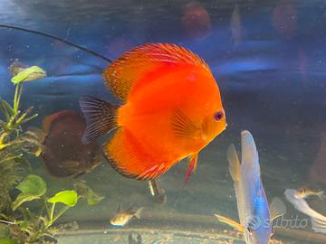 Discus