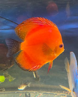 Discus