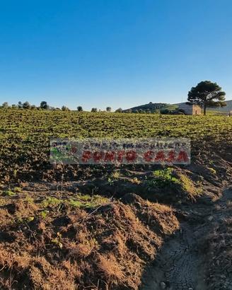 NAPOLA - Terreno agricolo di 23.000 mq ca