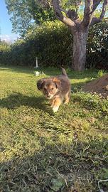 Cuccioli di cane
