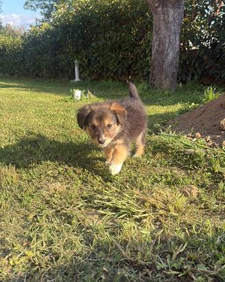 Cuccioli di cane
