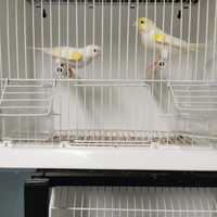 Canarini Mosaico gialli e bianchi recessivo