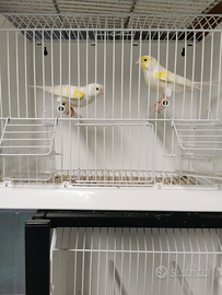 Canarini Mosaico gialli e bianchi recessivo