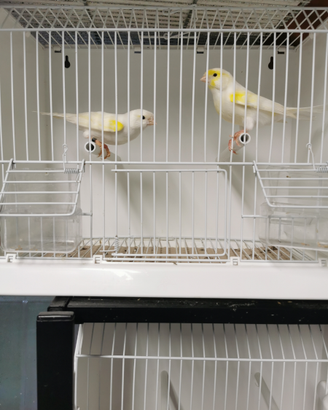 Canarini Mosaico gialli e bianchi recessivo