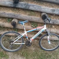 MTB 24 POLLICI 