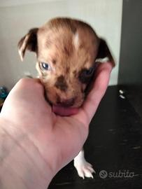 Cuccioli pronti per essere amati