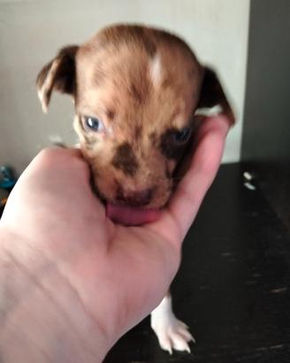 Cuccioli pronti per essere amati