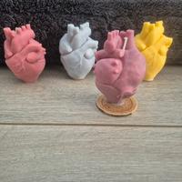 candela cuore anatomico 