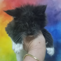 Maine Coon Smoke con Bianco BIG