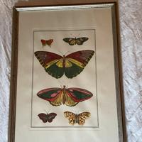 Stampe farfalle con cornice