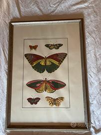 Stampe farfalle con cornice