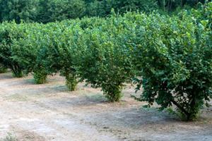 SOLO NOCCIOLE - Alto Astigiano