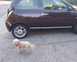 Auto per neopatentati
